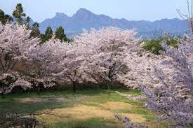 後閑城址公園の桜